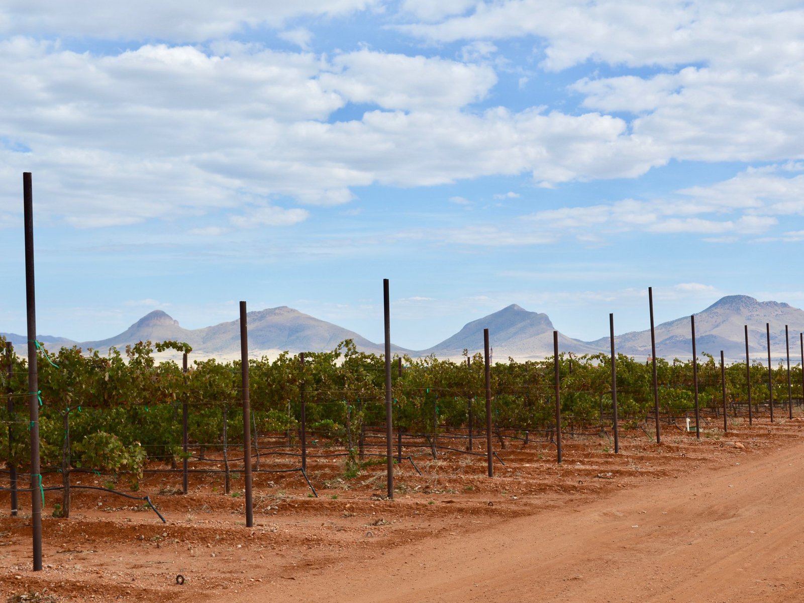 Arizona Vineyard