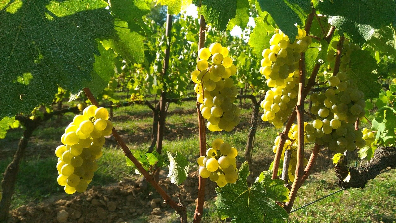 Grapes, Franciacorta, Bunches