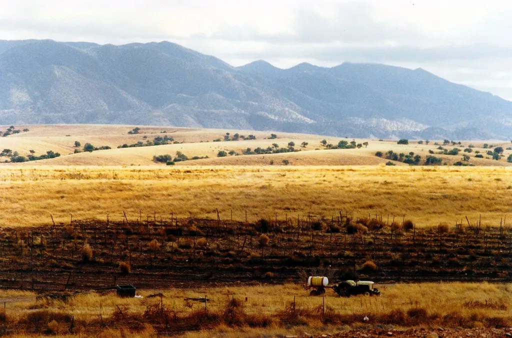 Vineyards near Sonoita, Arizona 1990