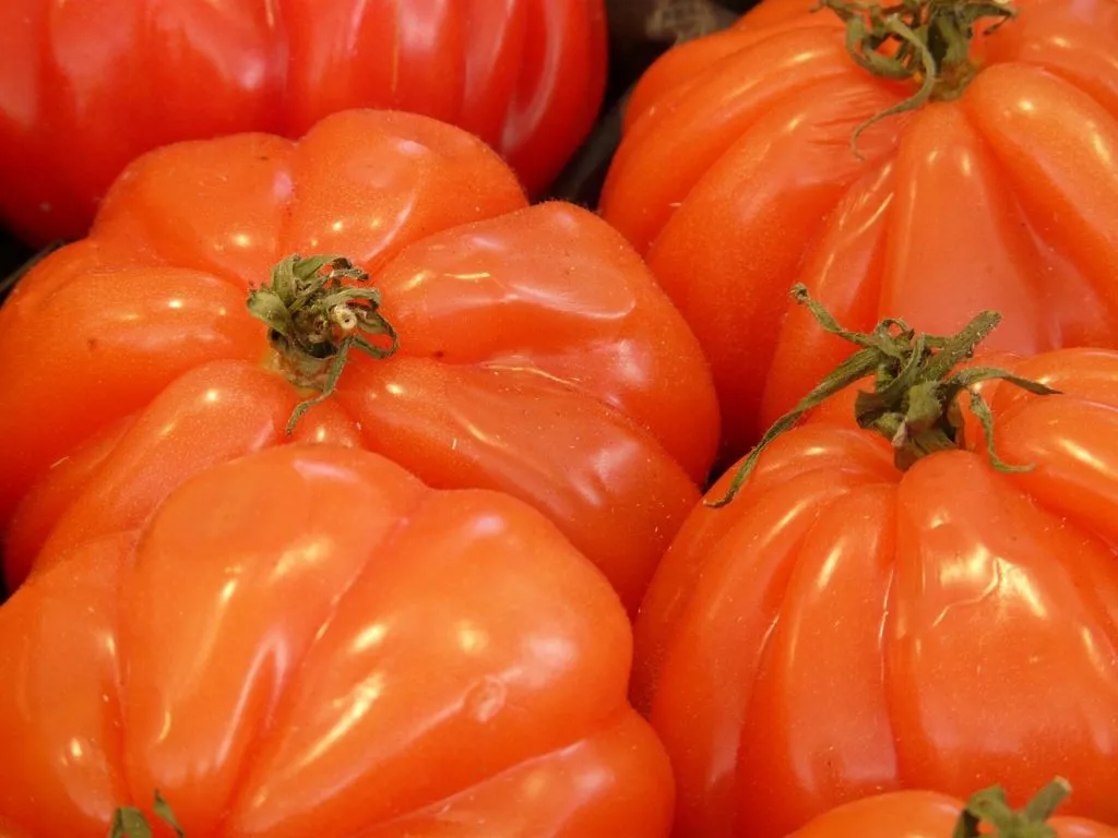 beefsteak tomato