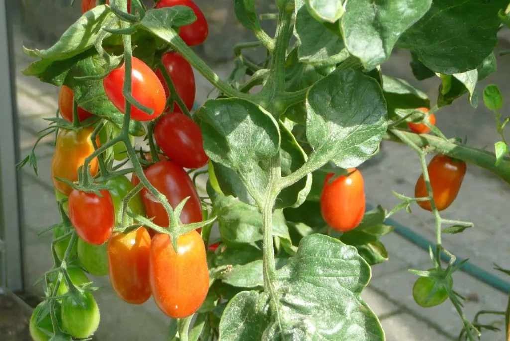 vine ripened tomatoes
