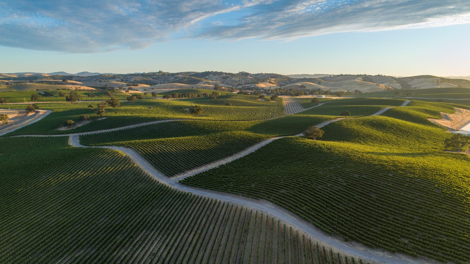 Large vineyard over rolling hills of Paso Robles, California view with warm sunset and contrasting shadows.