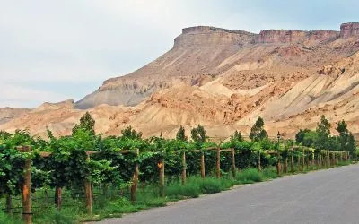 Exploration into Colorado Wine