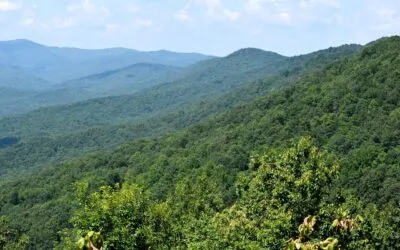 State of Georgia Wine Country