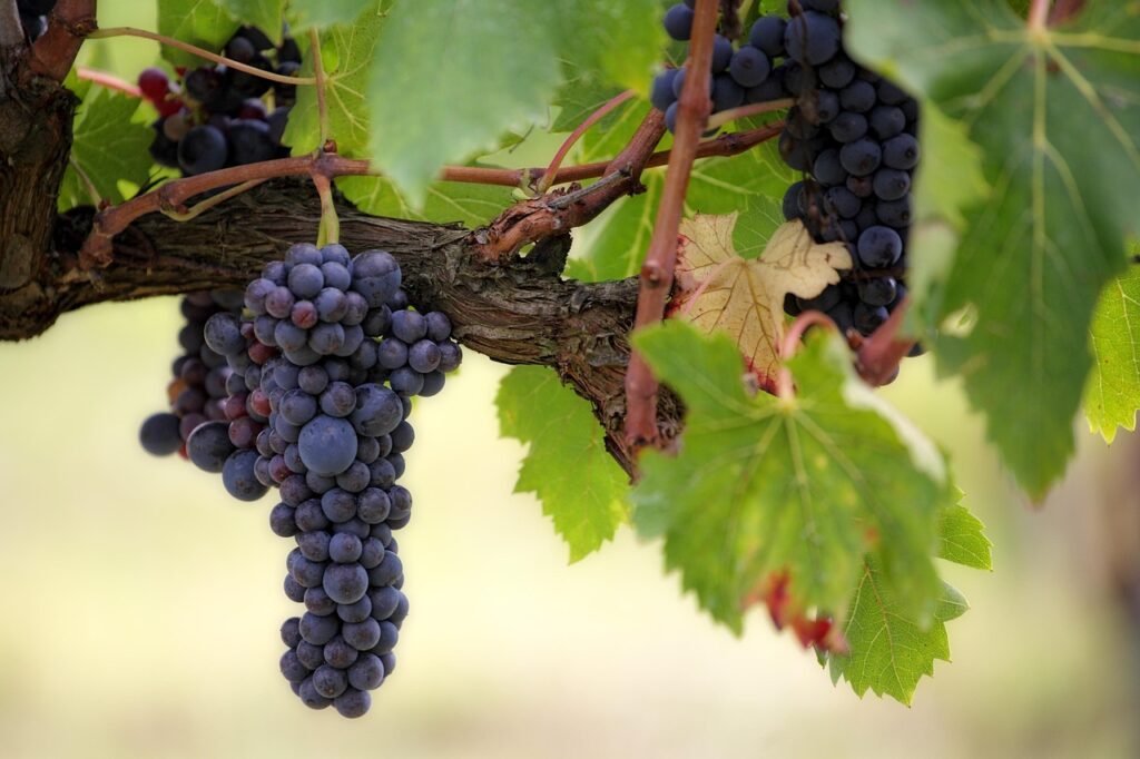 Fruit on the grapevine