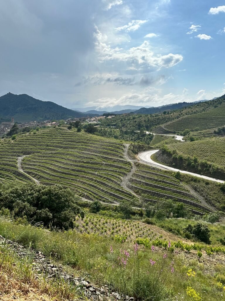 Vineyards of Priorat, Catalonia wine region of Spain