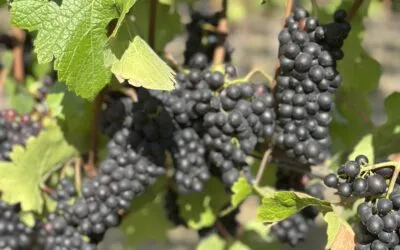 A Love Letter to Pinot Noir