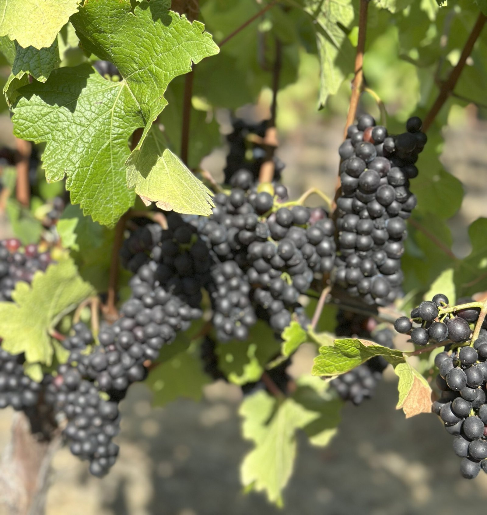 Pinot Noir grapes on the vine