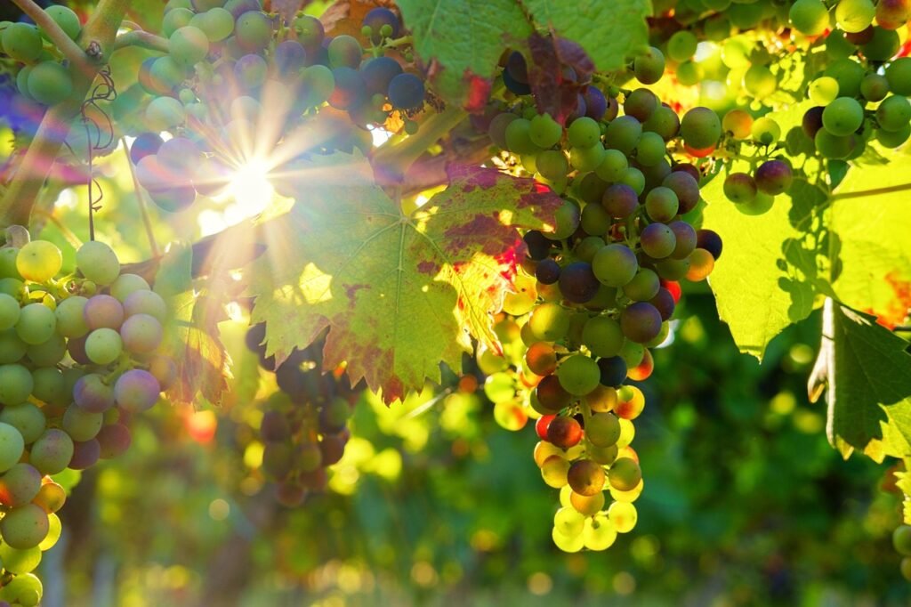 Grapes on the vine