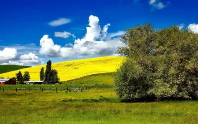 Idaho First Wine Producing State in Northwest