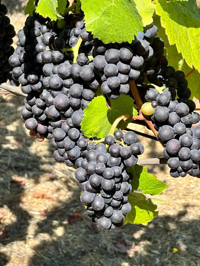 Pinot Noir Grapes on the vine