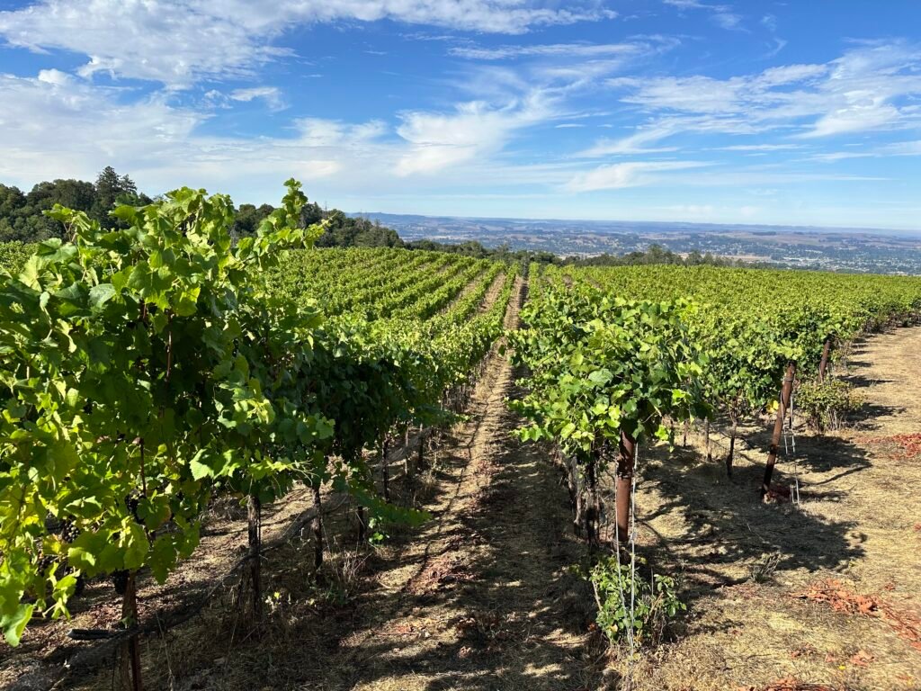 Panther Ridge Vineyards