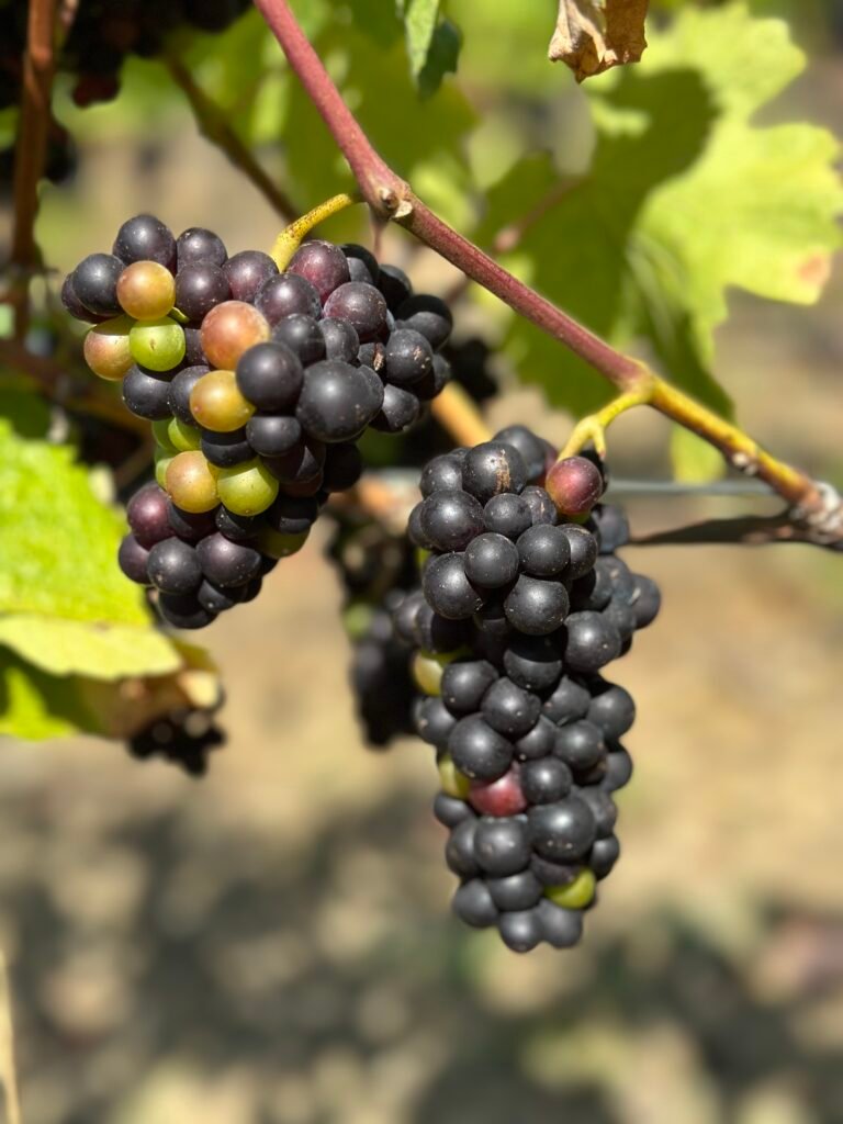 Grapes still ripening