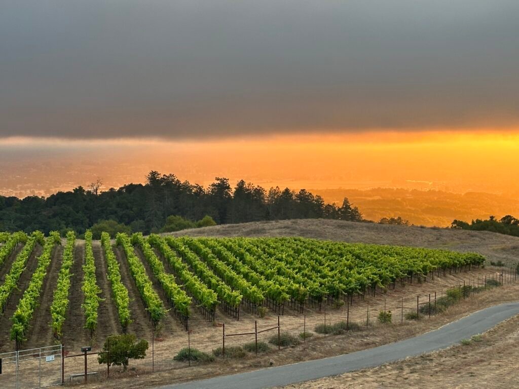 Sunset with fog rolling into the vineyard