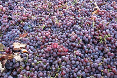 Catawba Grapes in south-central Indiana to be turned into wine at Oliver Winery