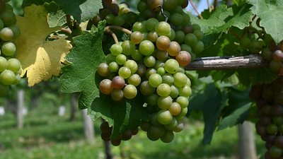 Chambourcin grapes on the vine
