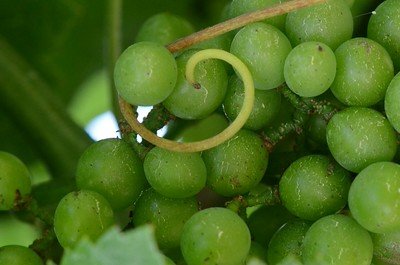 Traminette Grapes on the Vine