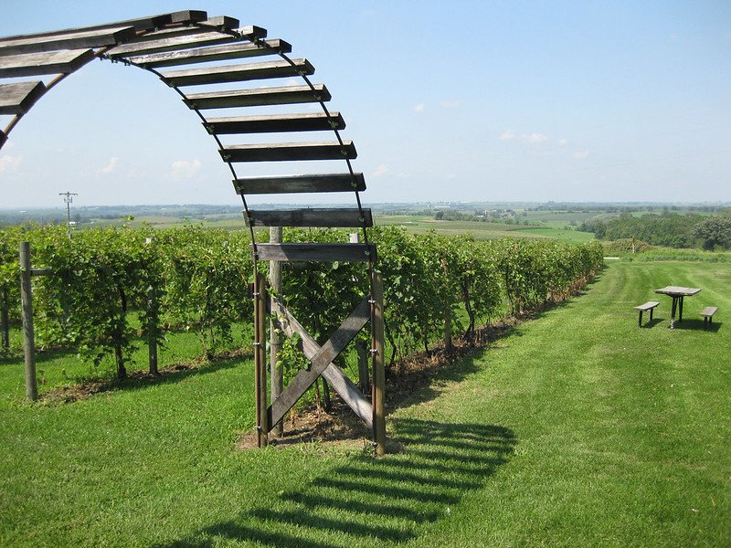 Vineyard at Galena Cellars in Galena, Illinois