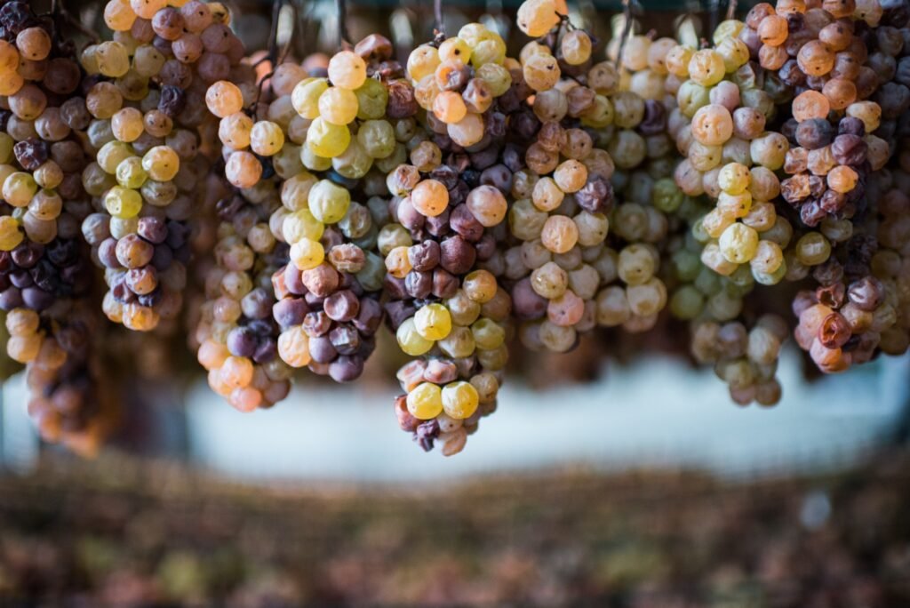 Image of grapes on the vine courtesy of Recette Magazine