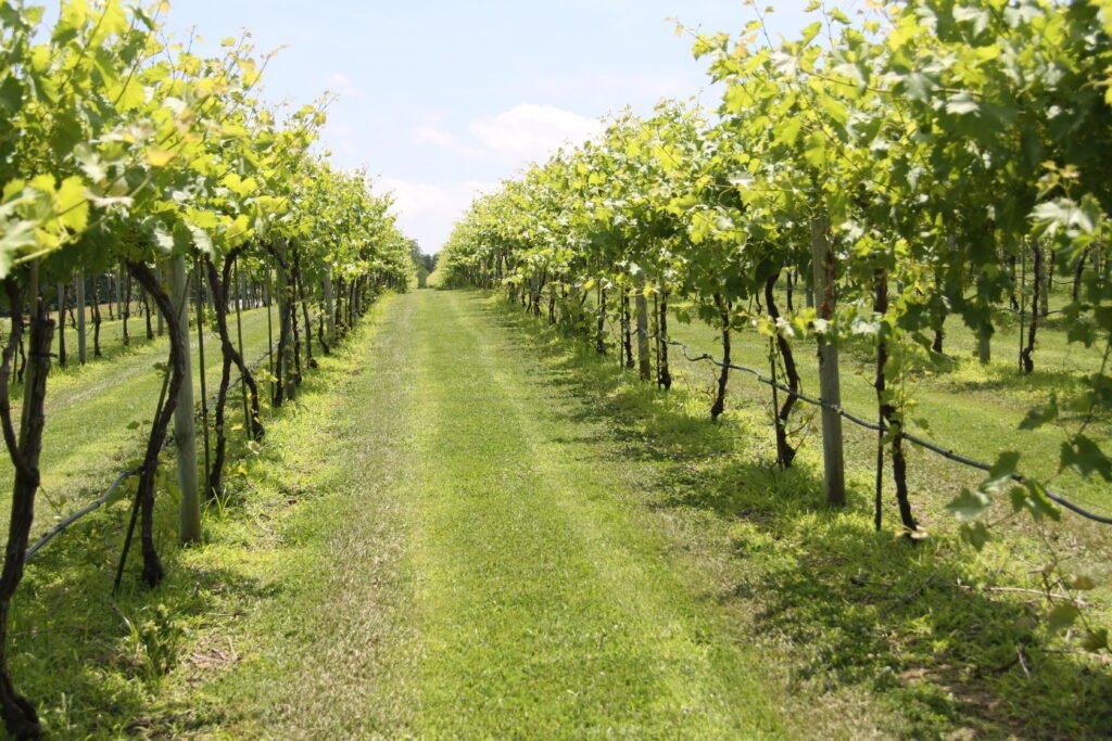 Vineyard in Southern Illinois 2019