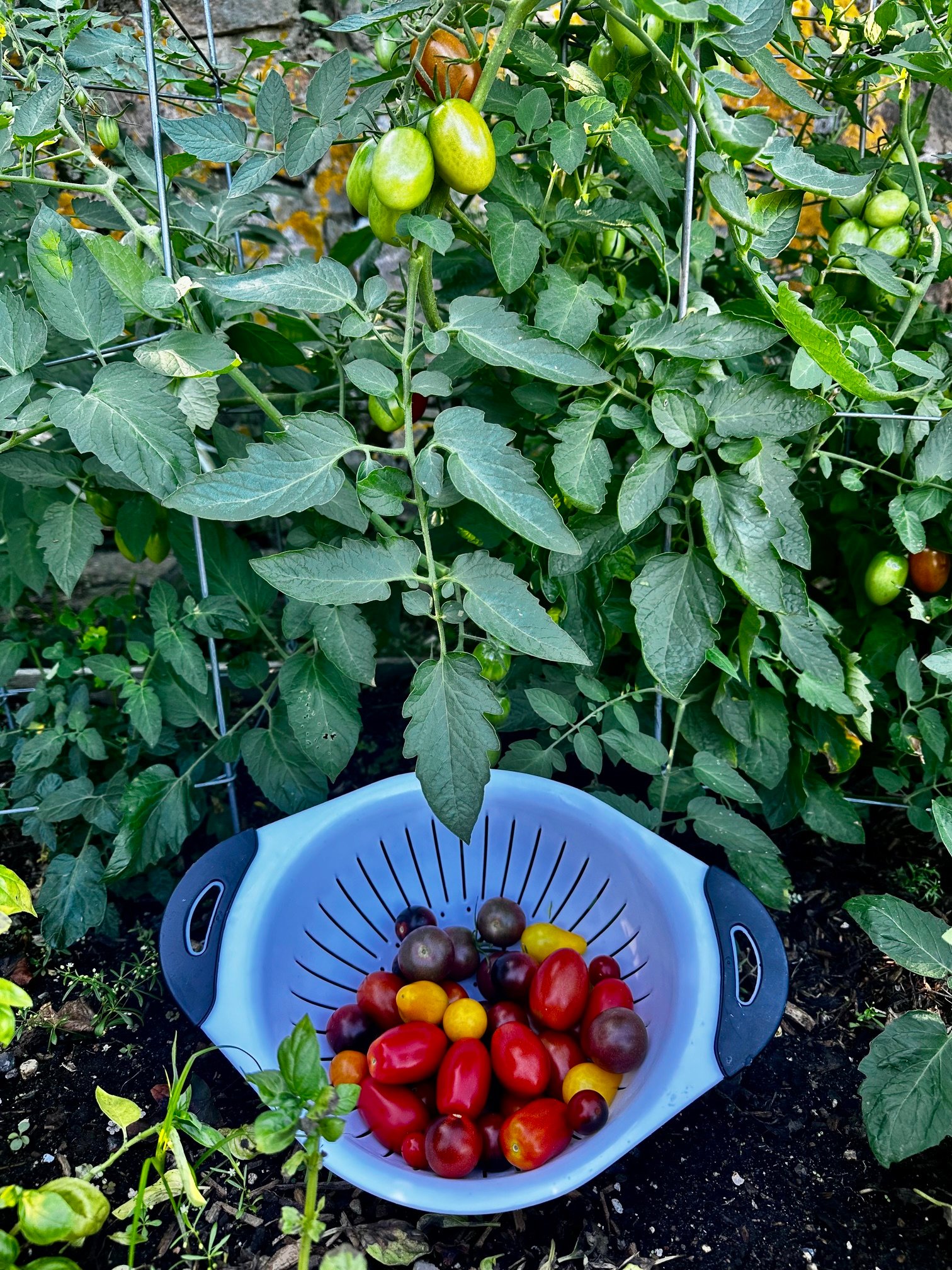 The bounty of tomatoes from the garden